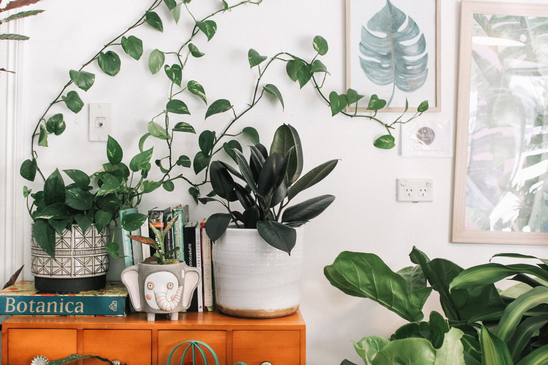 The Ultimate Guide to Buying Plants Online in Dubai