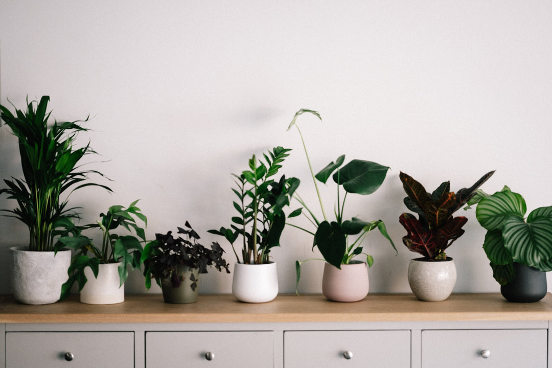 House Plants