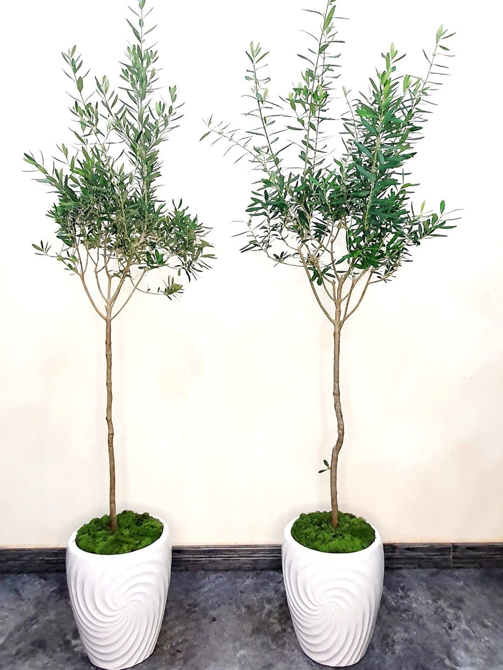 Potted XL Indoor Olive Tree 160-180cm Planted in Ceramic White Pot Moss Finished