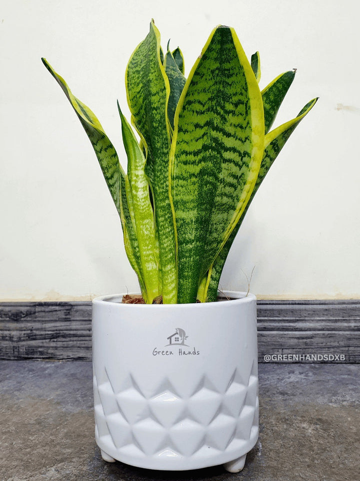 Potted Desktop Snake Plant 35-45 cm in a white ceramic pot