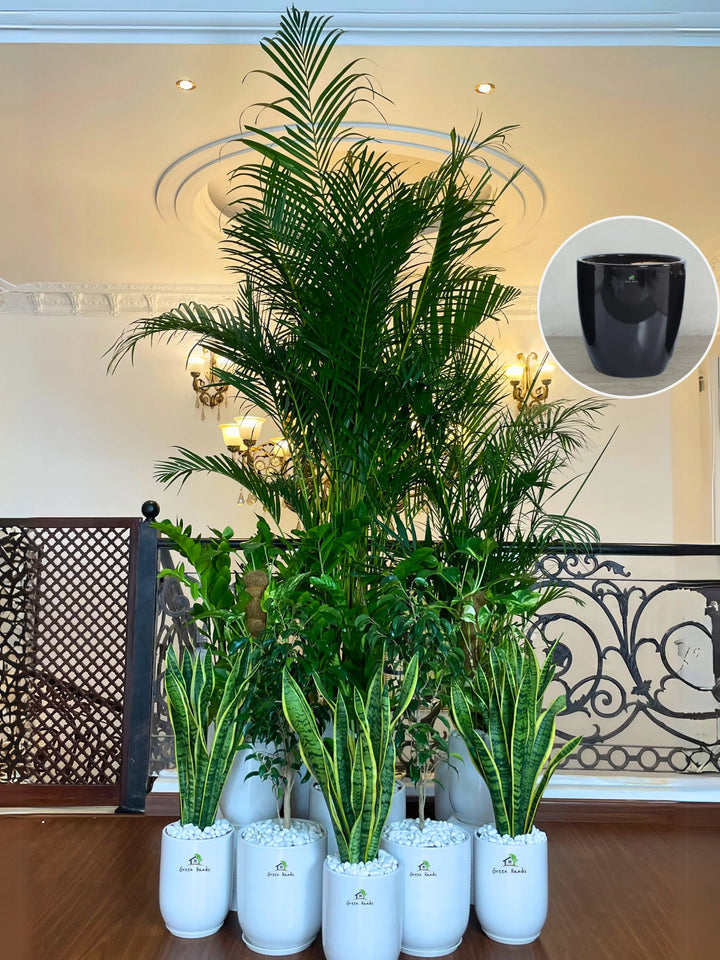 2XL-Areca-Palm-Executive-Combo-13-Plants-in-Luxe-Black-Ceramic-Pots