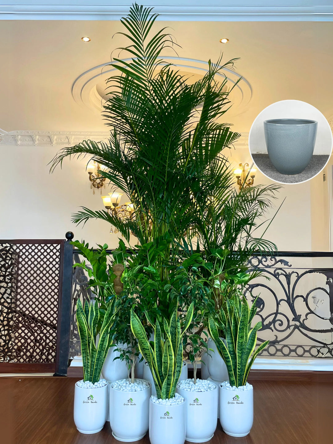 2XL-Areca-Palm-Executive-Combo-13-Plants-in-Luxe-Grey-Ceramic-Pots