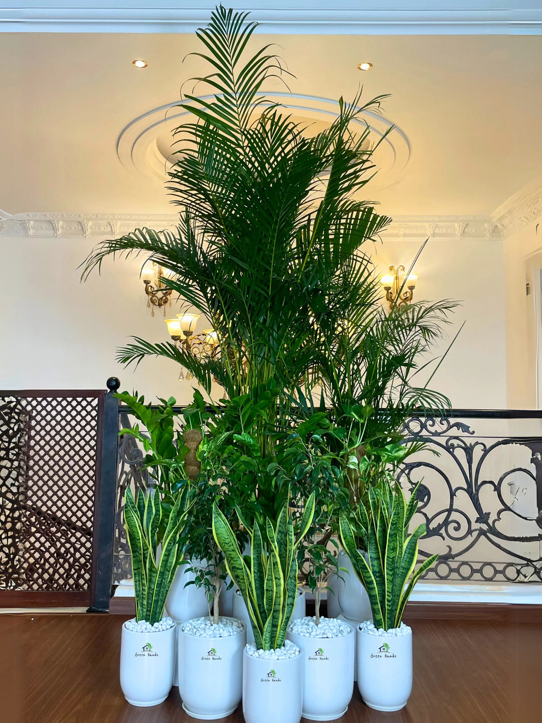 2XL-Areca-Palm-Executive-Combo-13-Plants-in-Luxe-White-Ceramic-Pots