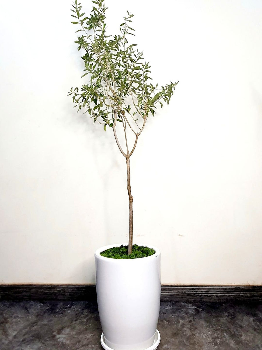 Potted XL Indoor Olive Tree 160-180cm Planted in Ceramic White Pot Pebbles Finished