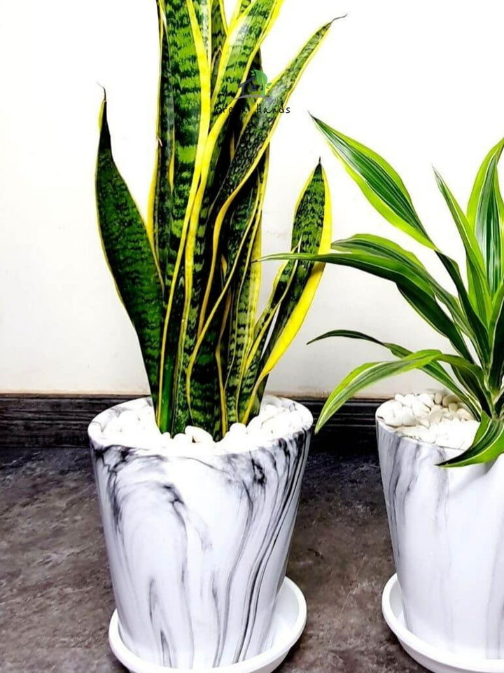 Potted Desktop Snake Plant 65-75 cm in a marble ceramic pot