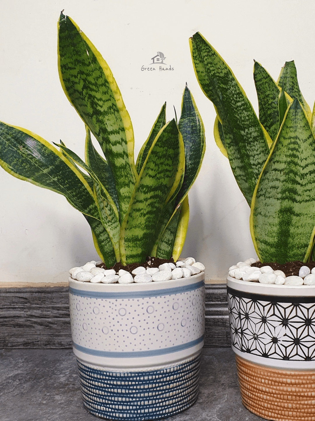 Potted Desktop Snake Plant 35-45 cm in a blue ceramic pot