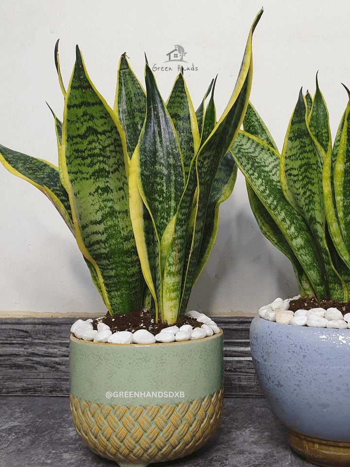 Potted Desktop Snake Plant 35-45 cm in a green ceramic pot