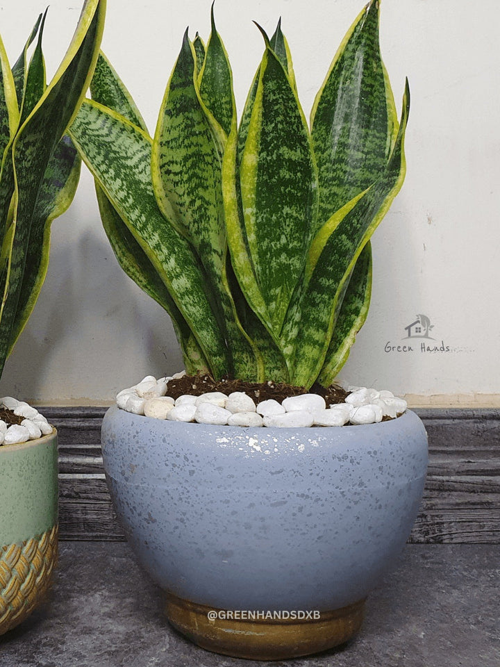 Potted Desktop Snake Plant 35-45 cm in a grey ceramic pot