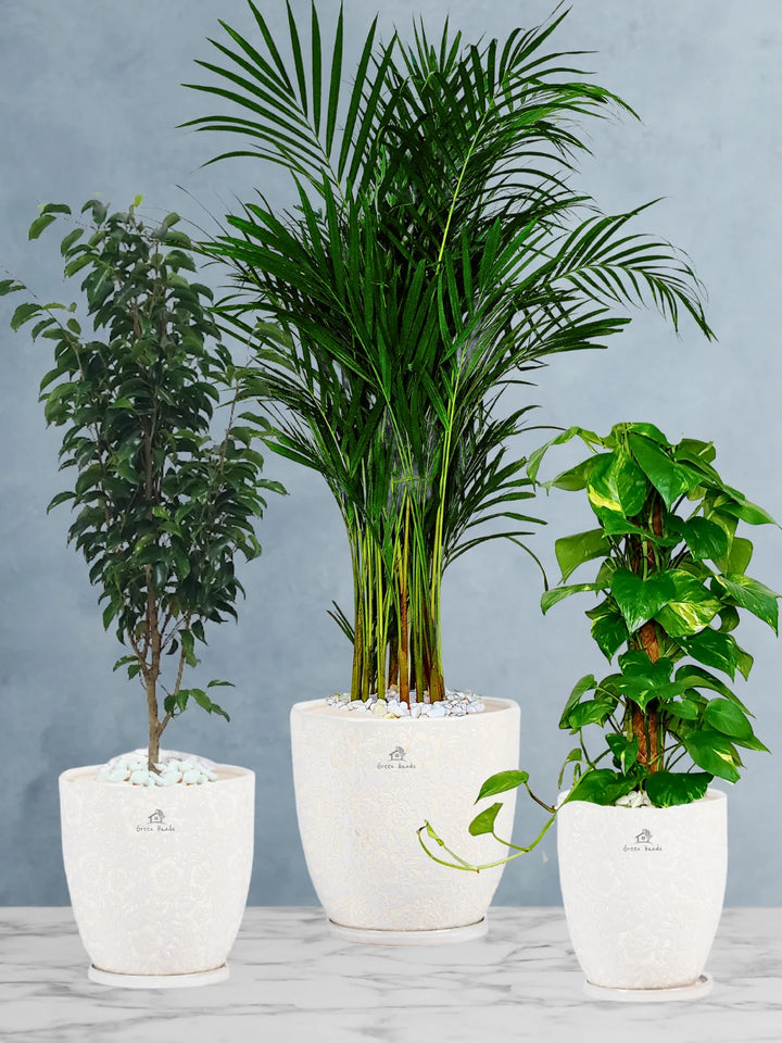 Areca-Money-Plant-Benjamina-Plants-Bundle-Blossom-White-Ceramic-Pots