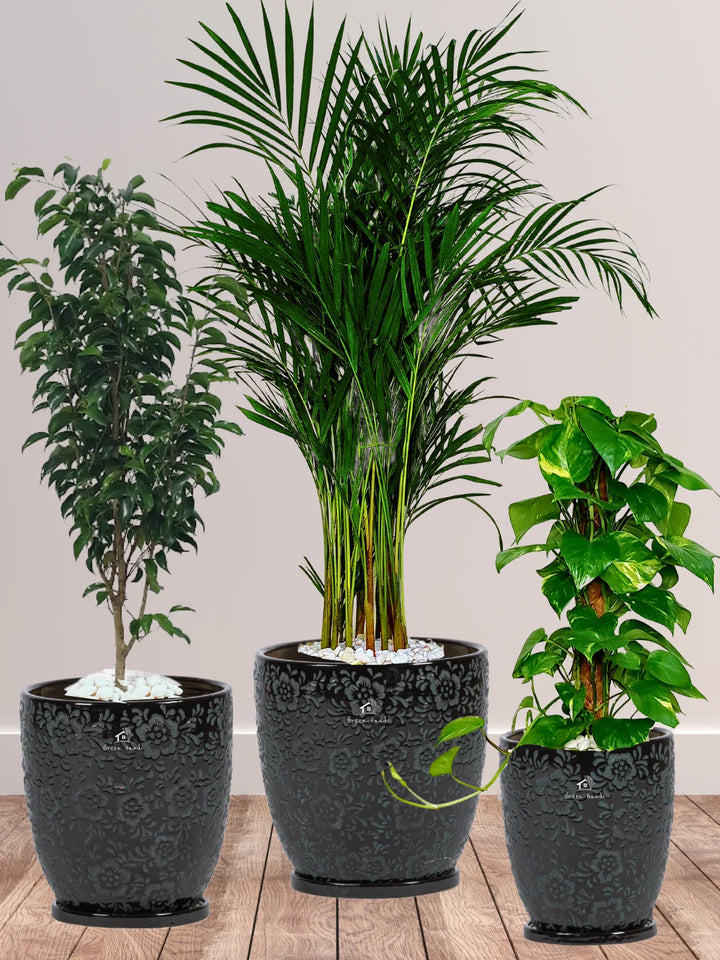 Areca-Money-Plant-Benjamina-Plants-Bundle-Imari-Black-Floral-Ceramic-Pots