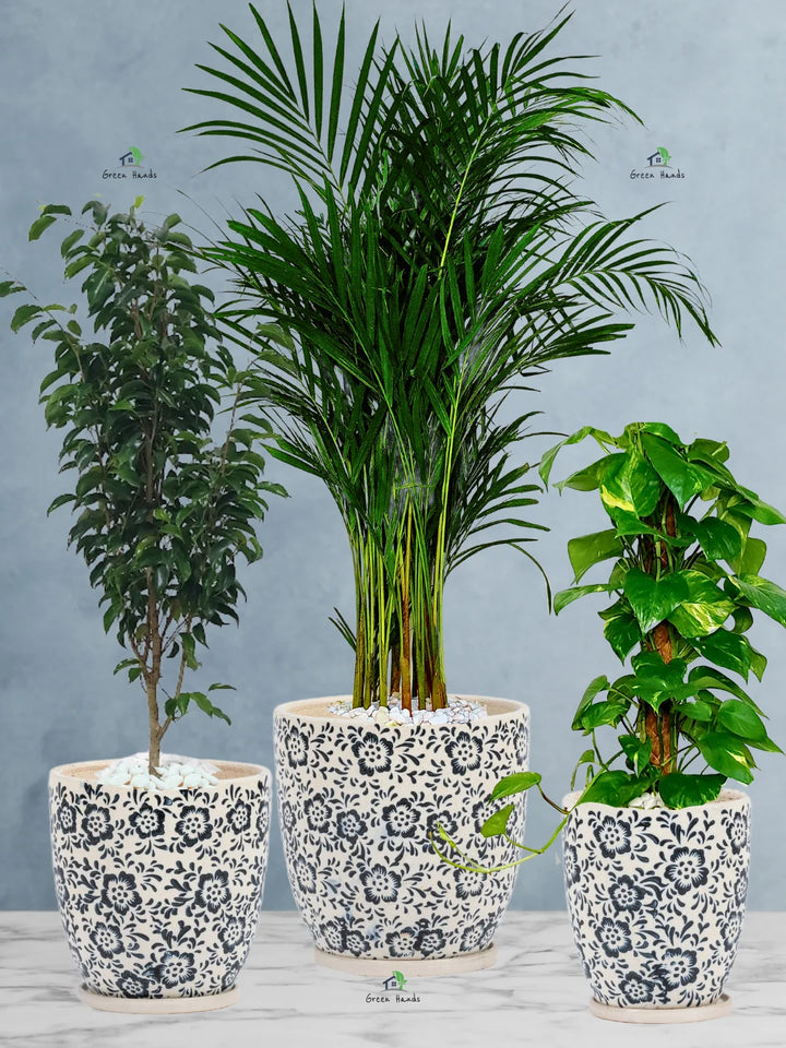 Areca-Money-Plant-Benjamina-Plants-Bundle-Imari-Blue-Floral-Ceramic-Pots