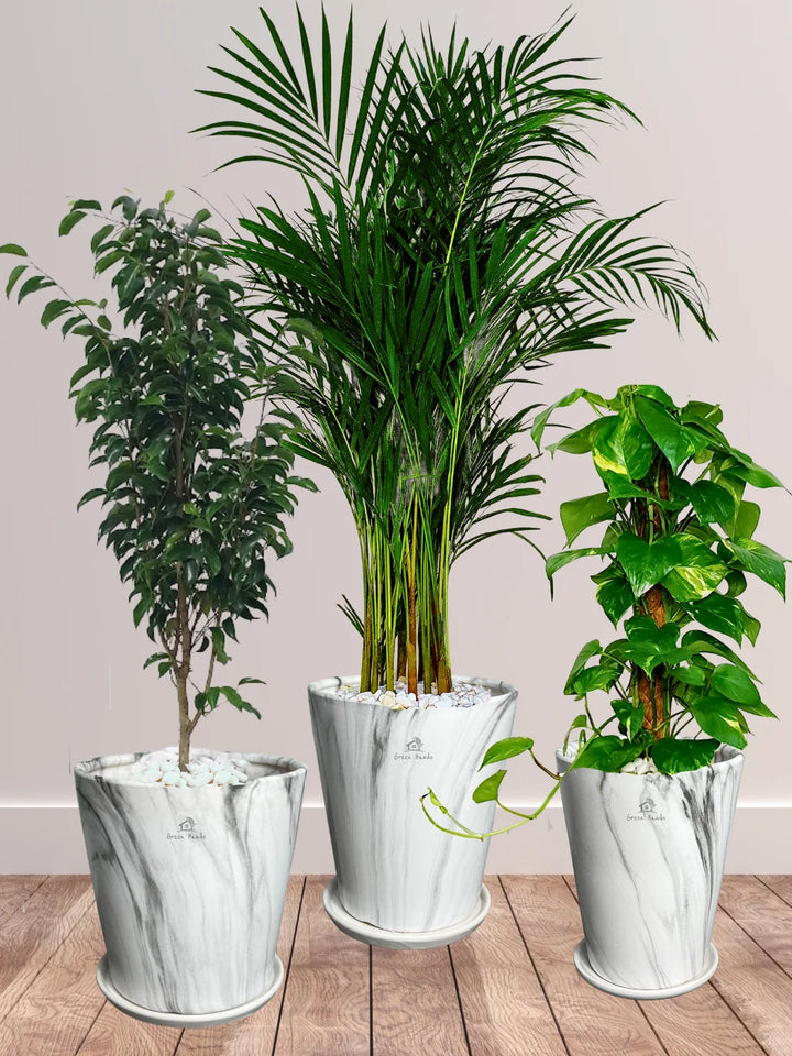 Areca-Money-Plant-Benjamina-Plants-Bundle-Marble-Grey-Ceramic-Pots