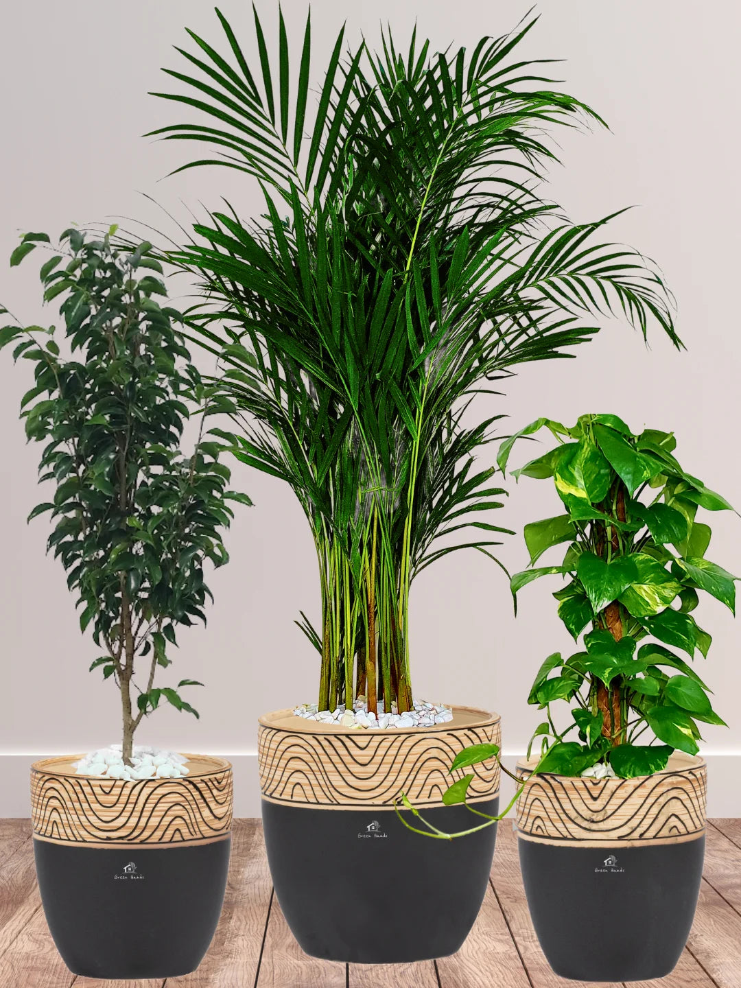 Areca-Money-Plant-Benjamina-Plants-Bundle-Wooden-Black-Ceramic-Pots