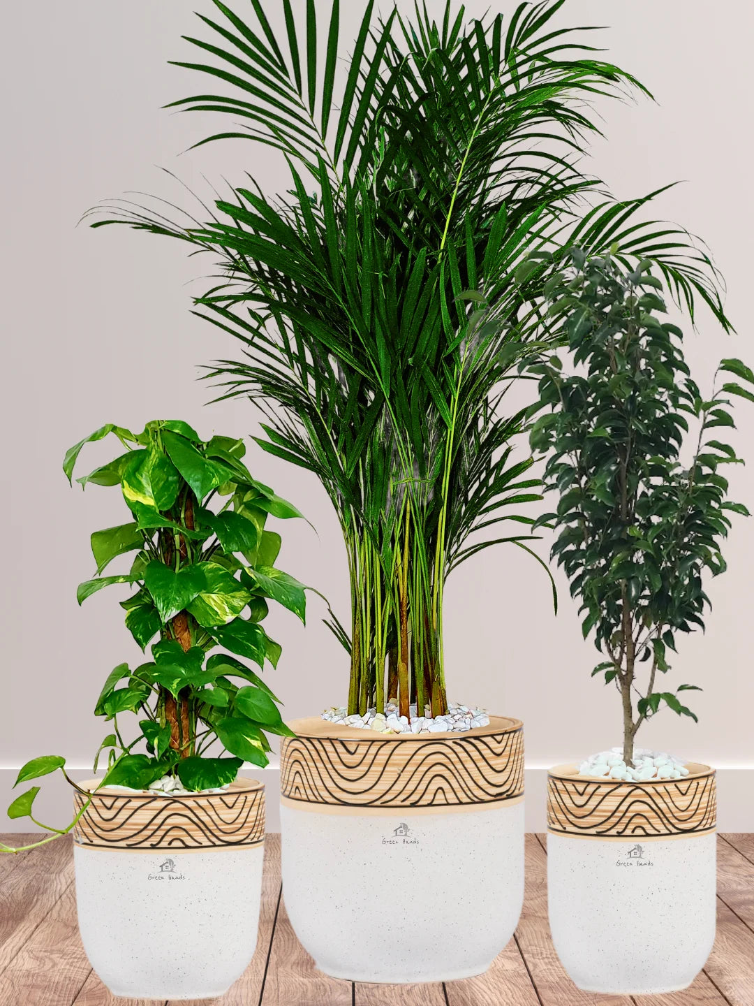 Areca-Money-Plant-Benjamina-Plants-Bundle-Wooden-White-Ceramic-Pots