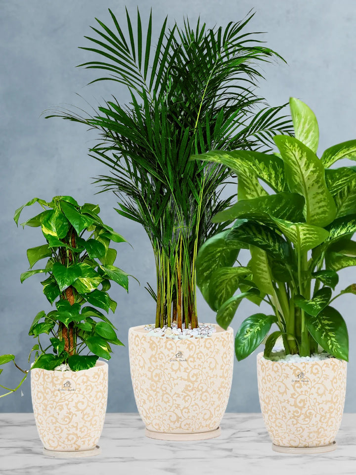 Areca-Money-Plant-Dieffenbachia-Plants-Bundle-Beige-Floral-Pots