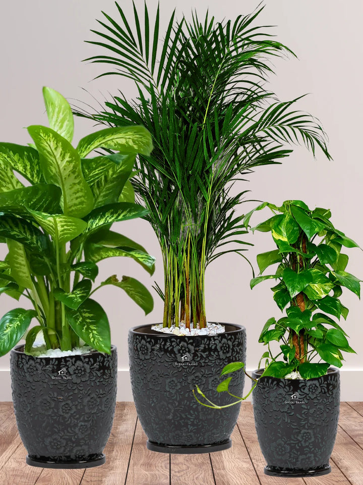 Areca-Money-Plant-Dieffenbachia-Plants-Bundle-Imari-Black-Floral-Pots