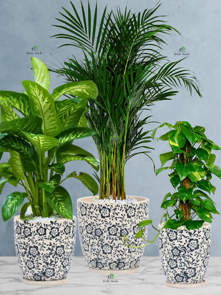 Areca-Money-Plant-Dieffenbachia-Plants-Bundle-Imari-Blue-Floral-Pots