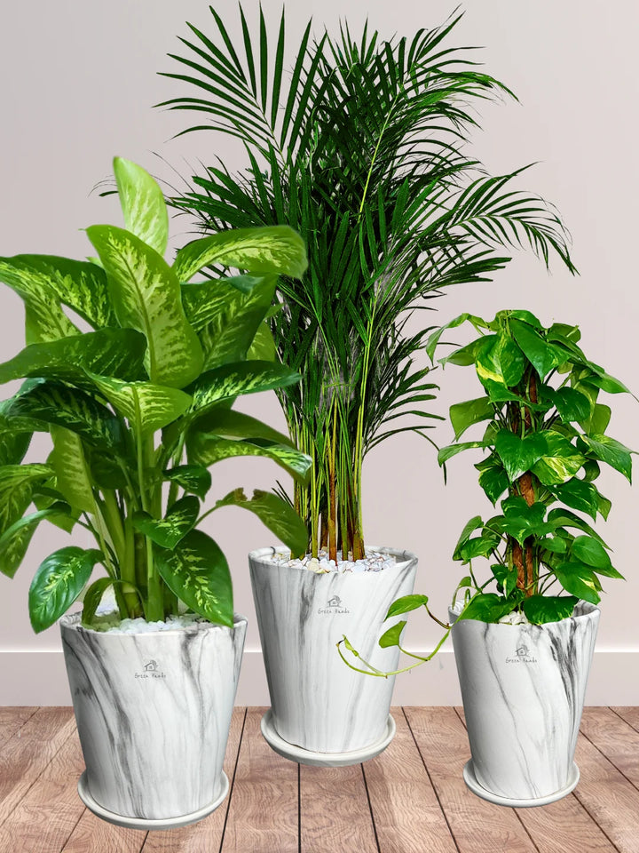 Areca-Money-Plant-Dieffenbachia-Plants-Bundle-Marble-Grey-Pots