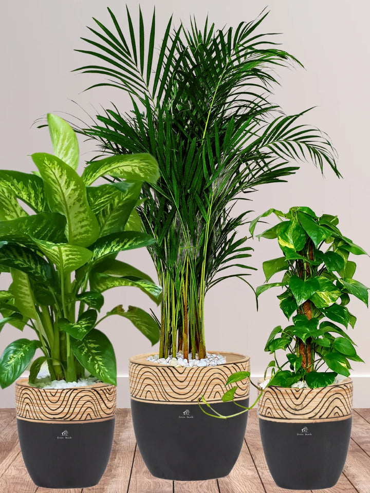 Areca-Money-Plant-Dieffenbachia-Plants-Bundle-Wooden-Black-Pots