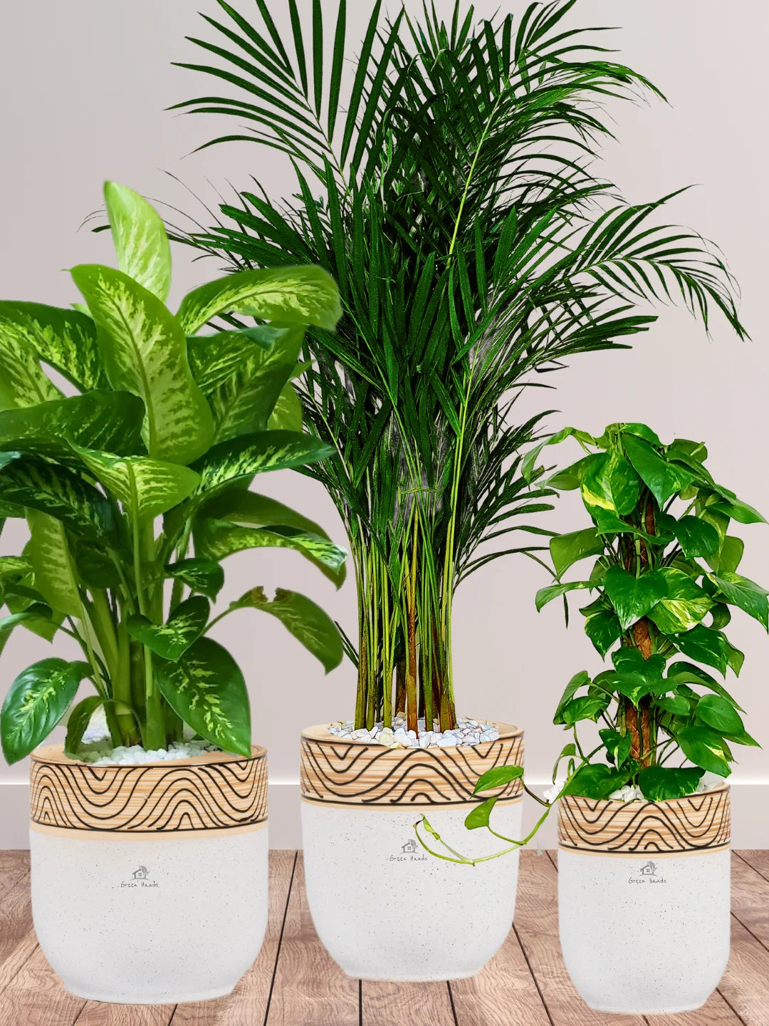 Areca-Money-Plant-Dieffenbachia-Plants-Bundle-Wooden-White-Ceramic-Pots