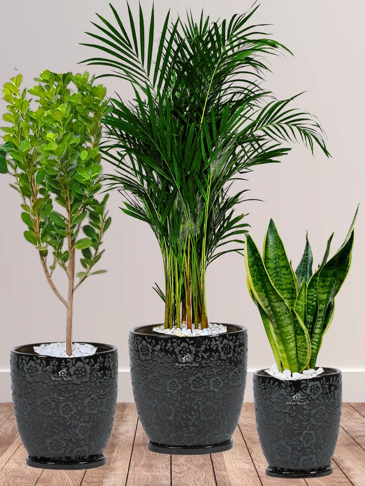 Areca-Palm-Snake-Plant-Ficus-Panda-Bundle-in-Premium-Black-Floral-Ceramic-Pots