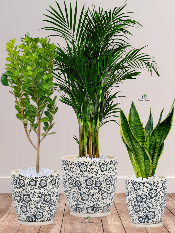 Areca-Palm-Snake-Plant-Ficus-Panda-Bundle-in-Premium-Imari-Blue-Floral-Ceramic-Pots