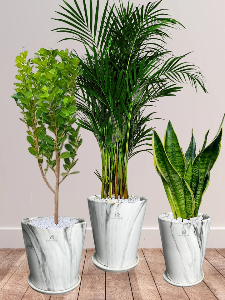 Areca-Palm-Snake-Plant-Ficus-Panda-Bundle-in-Premium-Marble-Ceramic-Pots