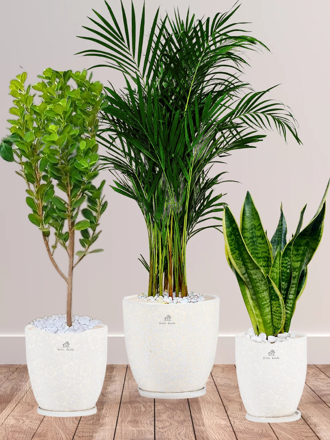 Areca-Palm-Snake-Plant-Ficus-Panda-Bundle-in-Premium-White-Floral-Ceramic-Pots