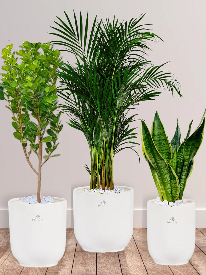 Areca-Palm-Snake-Plant-Ficus-Panda-Bundle-in-White-Ceramic-Pots