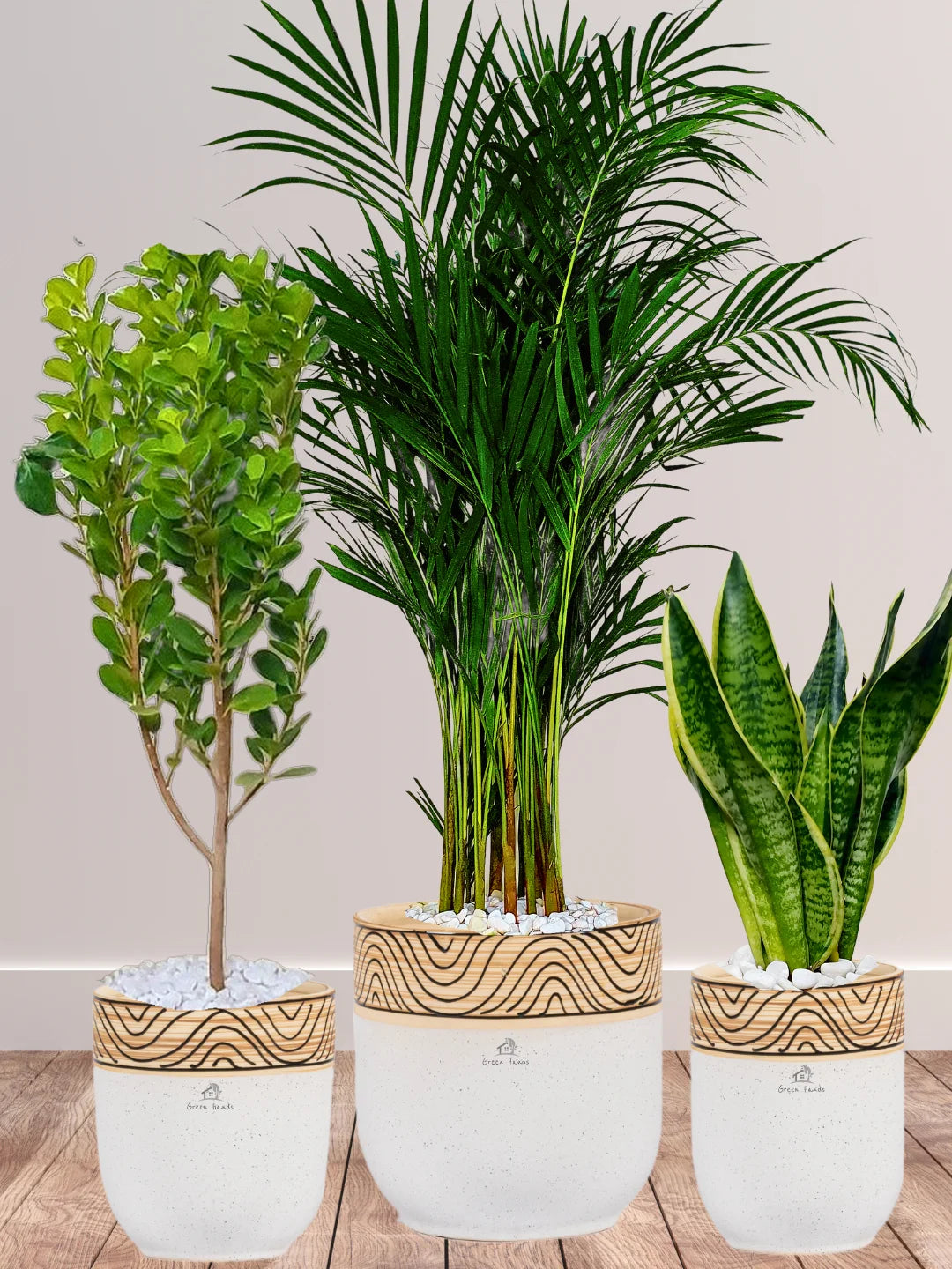 Areca-Palm-Snake-Plant-Ficus-Panda-Bundle-in-wooden-white-Ceramic-Pots