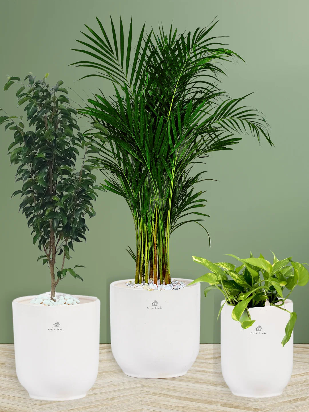 Potted Areca Palm, Benjamina, Money Plant | Three Plants Bundle in Glossy White Ceramic Pots