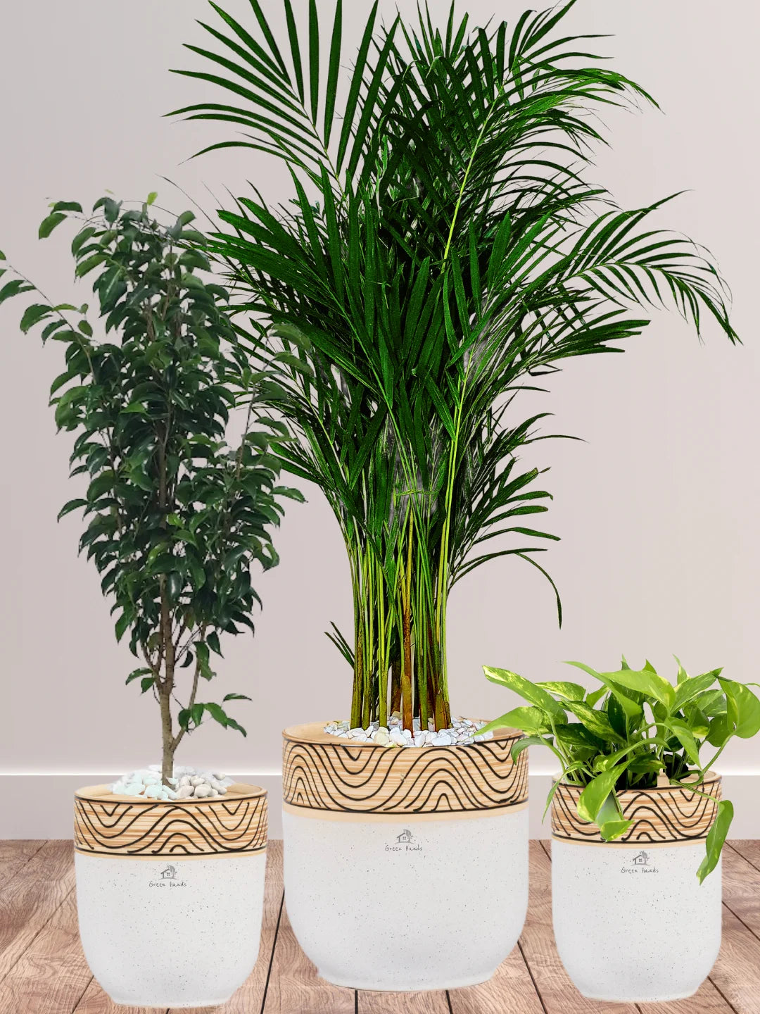 Potted Areca Palm, Benjamina, Money Plant | Three Plants Bundle in Wooden White Ceramic Pots