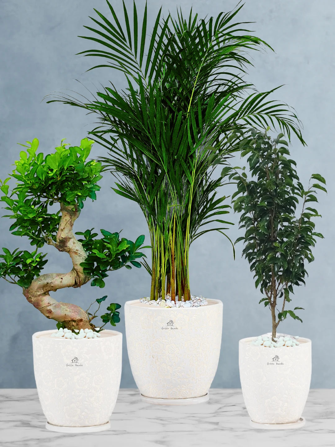 Premium Plants Bundle - Areca Palm, Ficus Benjamina, S Bonsai Tree in Premium Blossom White Ceramic Pots