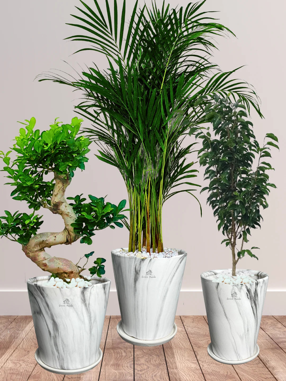 Premium Plants Bundle - Areca Palm, Ficus Benjamina, S Bonsai Tree in Premium Marble Ceramic Pots