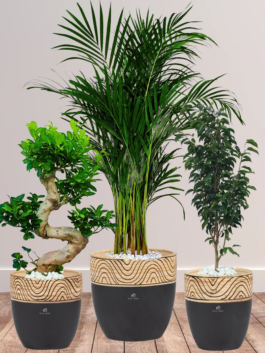 Premium Plants Bundle - Areca Palm, Ficus Benjamina, S Bonsai Tree in Wooden Black Ceramic Pots