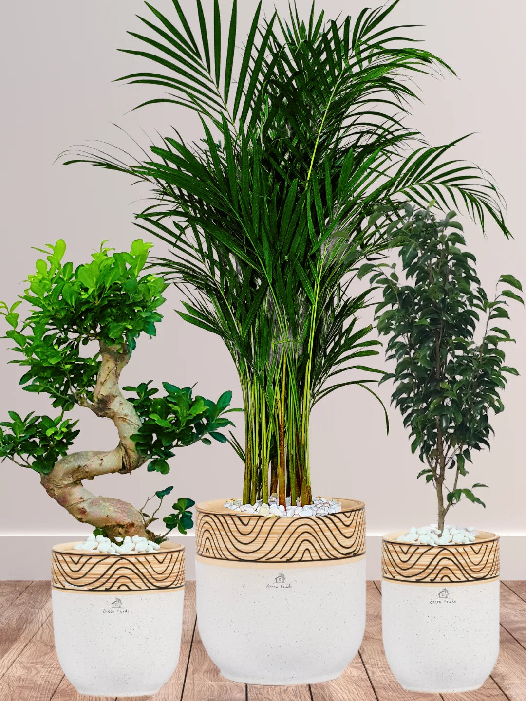 Premium Plants Bundle - Areca Palm, Ficus Benjamina, S Bonsai Tree in Wooden White Ceramic Pots