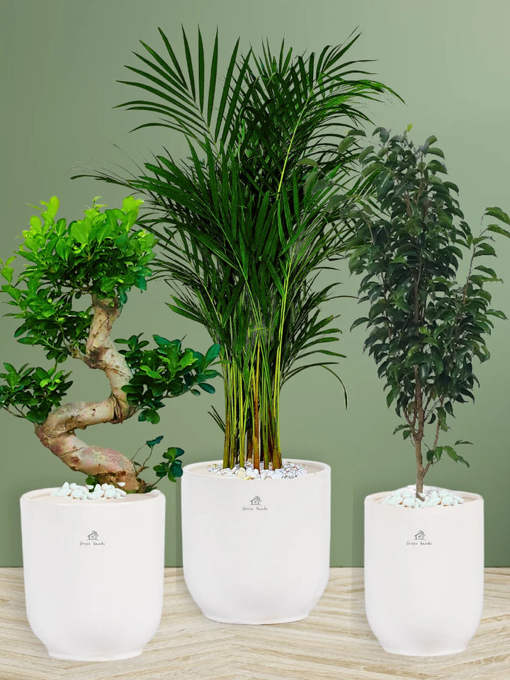 Premium Plants Bundle - Areca Palm, Ficus Benjamina, S Bonsai Tree in Glossy White Ceramic Pots