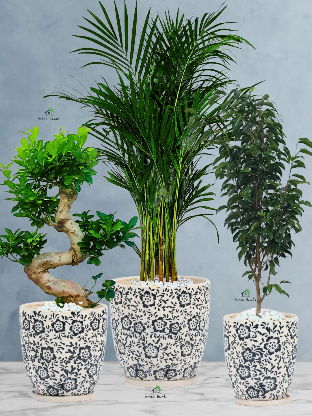 Premium Plants Bundle - Areca Palm, Ficus Benjamina, S Bonsai Tree in Premium Imari Blue Floral Ceramic Pots