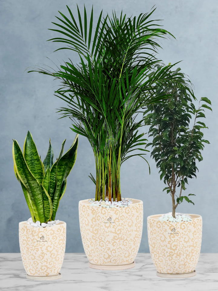 Potted Large Areca Palm, Snake, Ficus Benjamina | Three Plants Bundle in Beige Floral Premium Ceramic Pots