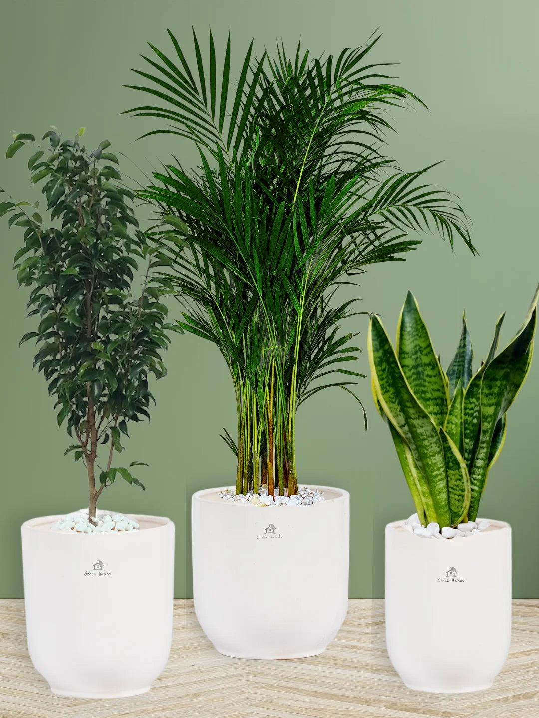 Potted Large Areca Palm, Snake, Ficus Benjamina | Three Plants Bundle in Glossy White Ceramic Pots