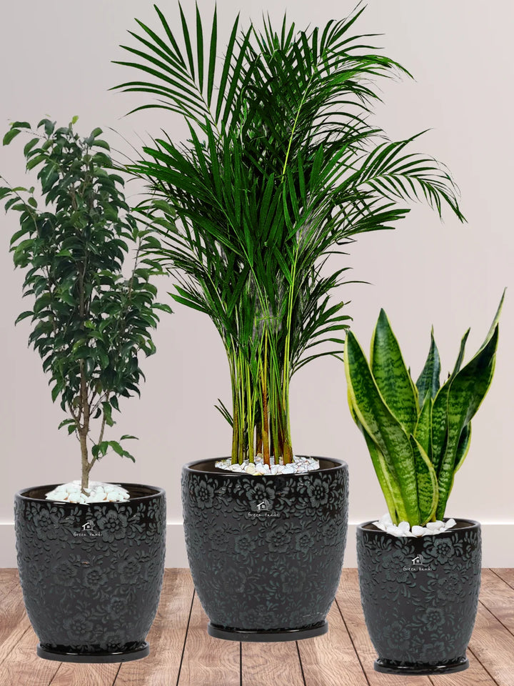 Potted Large Areca Palm, Snake, Ficus Benjamina | Three Plants Bundle in Premium Imari Black Floral Ceramic Pots