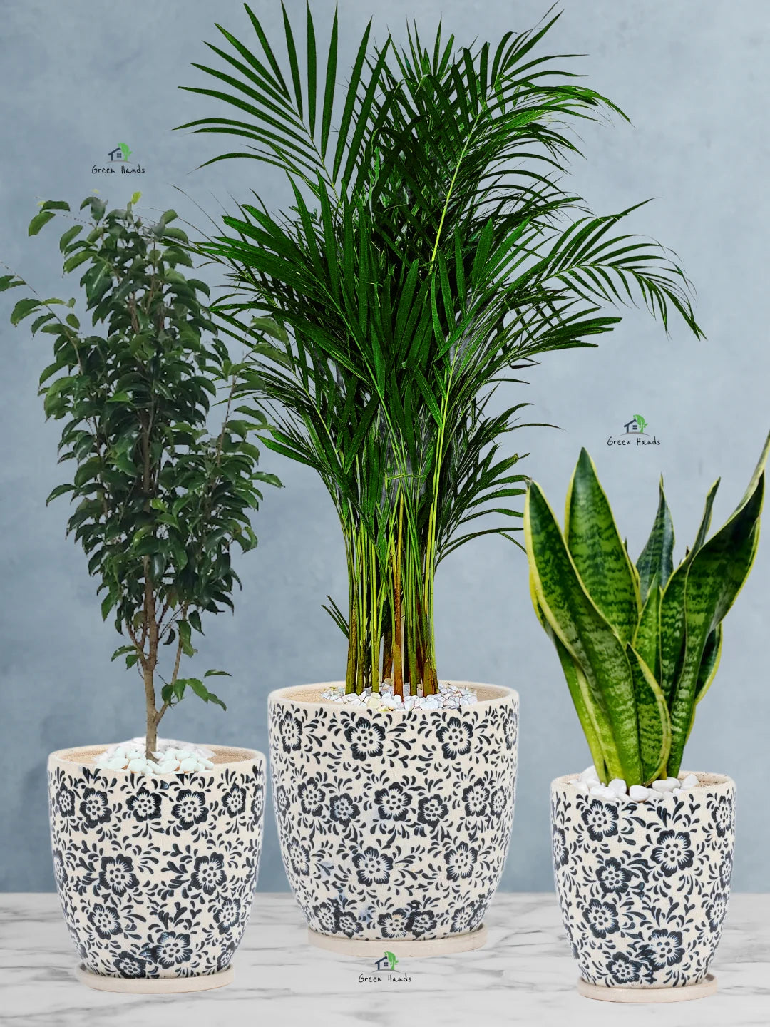 Potted Large Areca Palm, Snake, Ficus Benjamina | Three Plants Bundle in Premium Imari Blue Floral Ceramic Pots