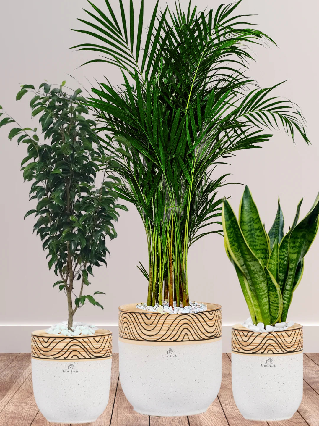 Potted Large Areca Palm, Snake, Ficus Benjamina | Three Plants Bundle in Wooden White Ceramic Pots