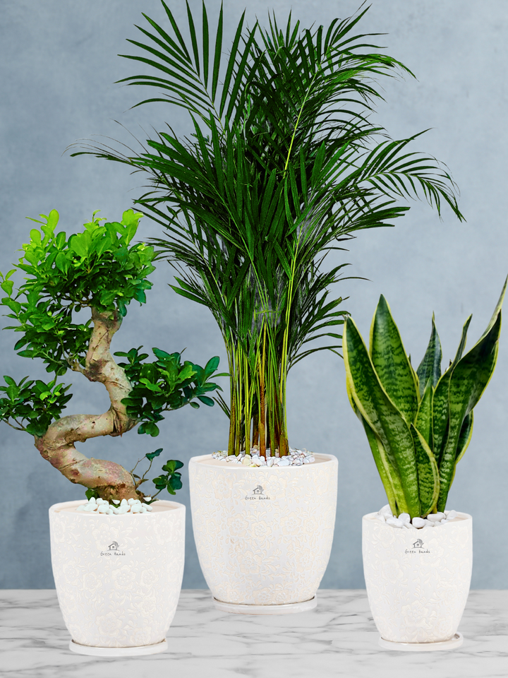 Bundle - Areca Palm, Snake, S Bonsai Tree in Premium Ceramic Blossom White Pots