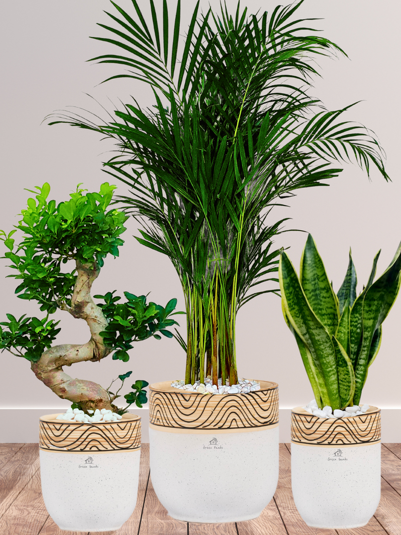 files/Areca_Snake_SBonsaiPlantsBundle-WoodenWhite.png