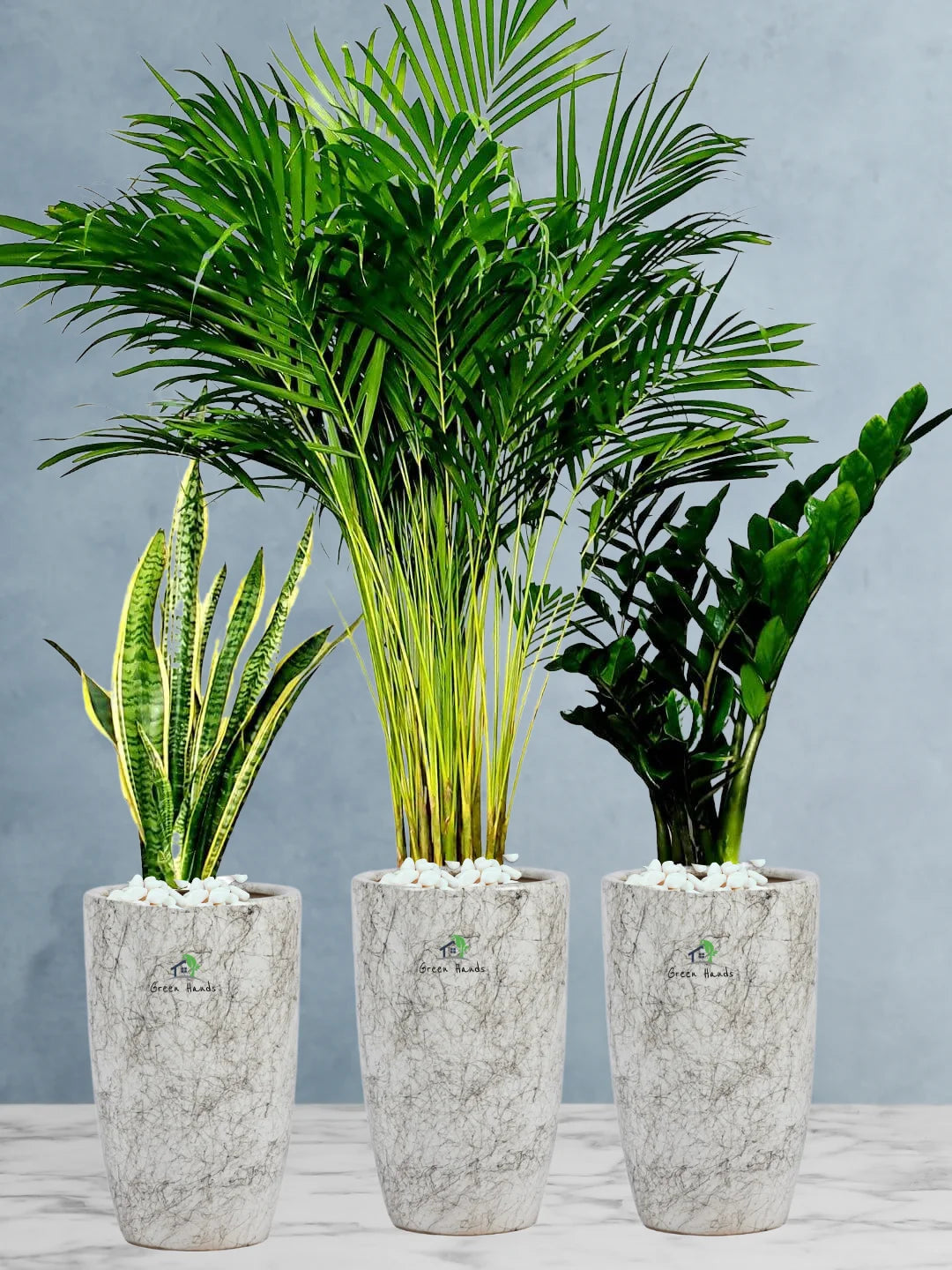 Potted Large Areca Palm, Snake, ZZ  Plants in Tall Marble Ceramic Pots Bundle