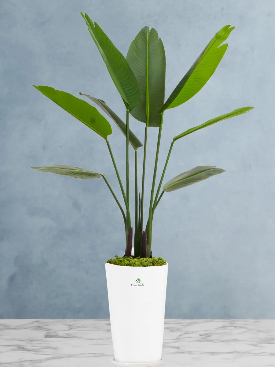 Artificial-Bird-of-Paradise-Pot-Inclusive-140-150-cm-Premium-Glossy-White-Ceramic