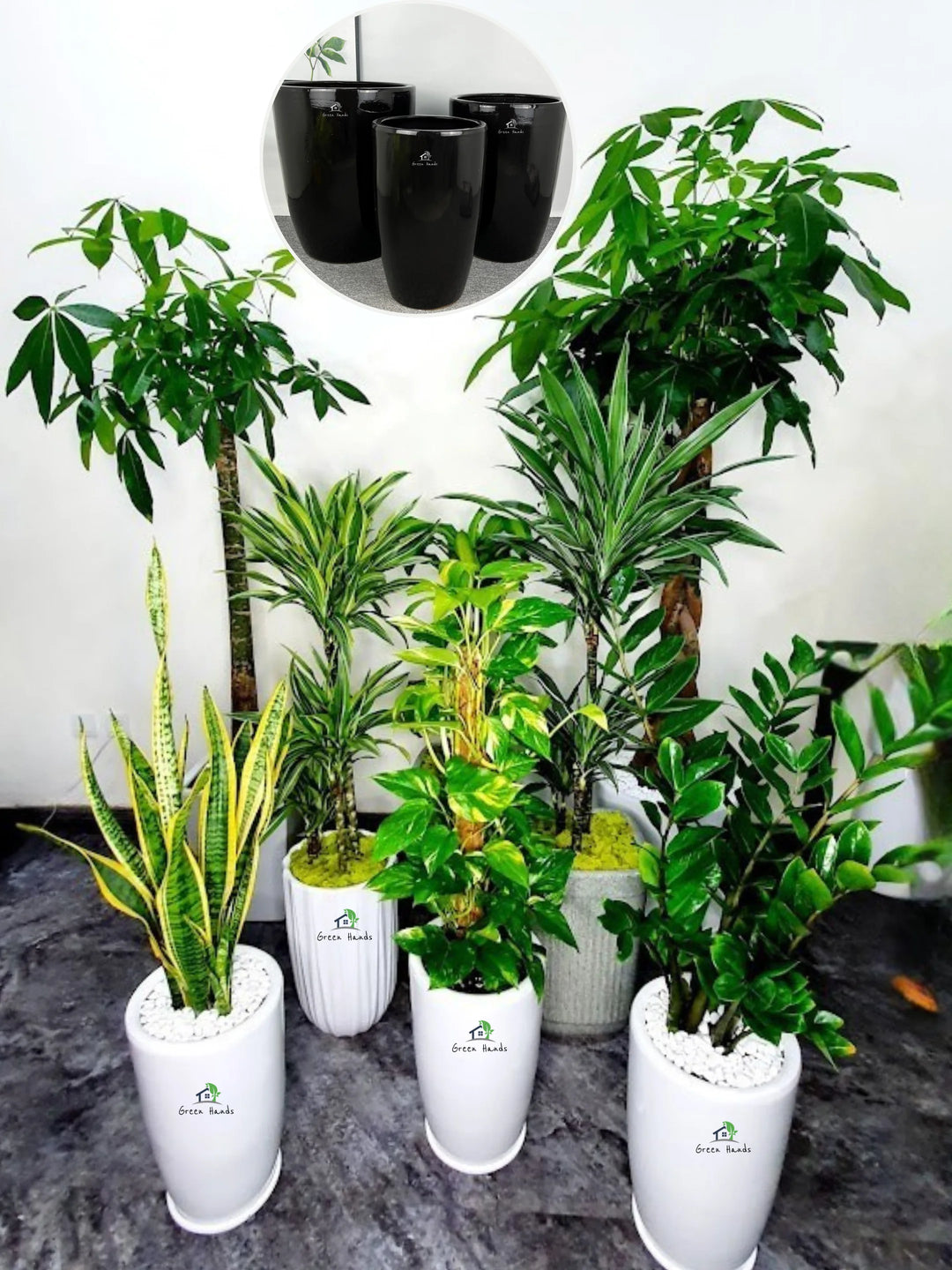 Corporate-Bundle-of-8-Plants-Low-Light-in-Black-Ceramic-Pots