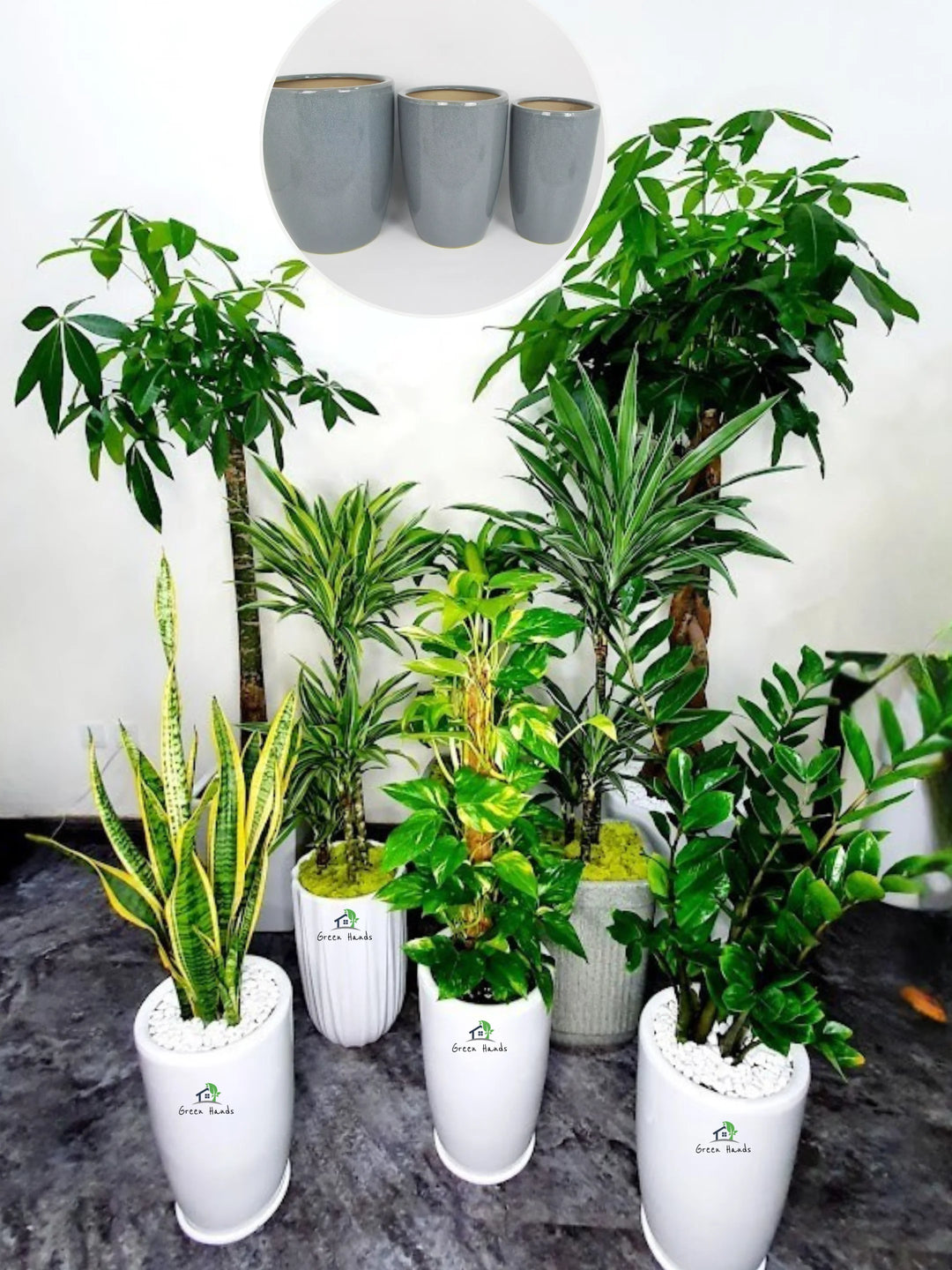 Corporate-Bundle-of-8-Plants-Low-Light-in-Grey-Ceramic-Pots