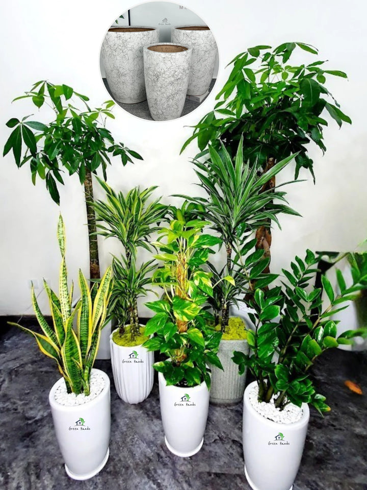 Corporate-Bundle-of-8-Plants-Low-Light-in-Marble-Grey-Ceramic-Pots